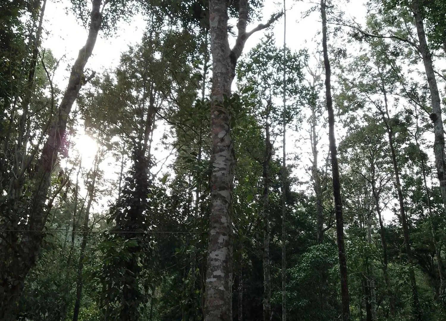 Munnar Hotel Anachal 0*,